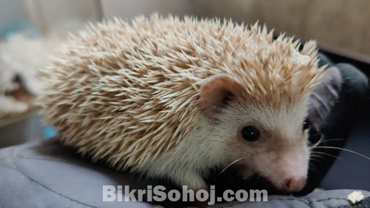 হেজহগ Hedgehog